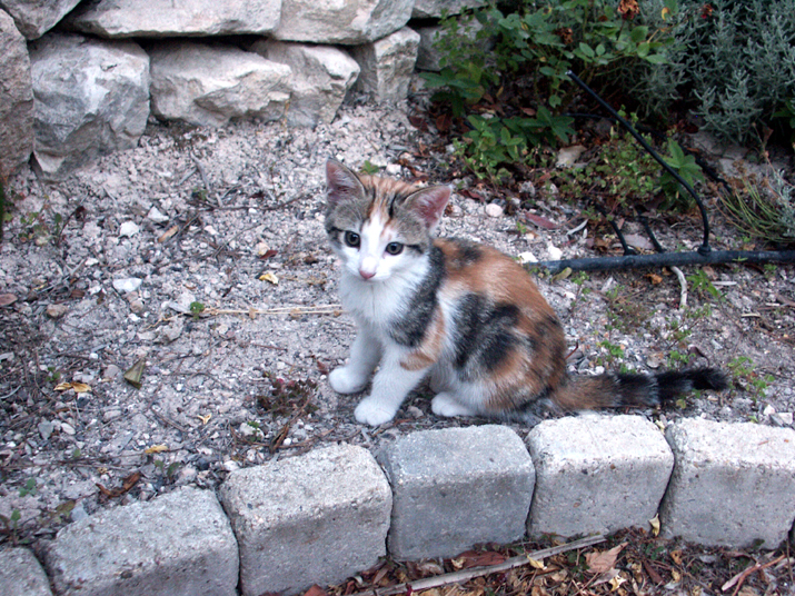 Caramel 07-05 039.jpg - DCF 1.0